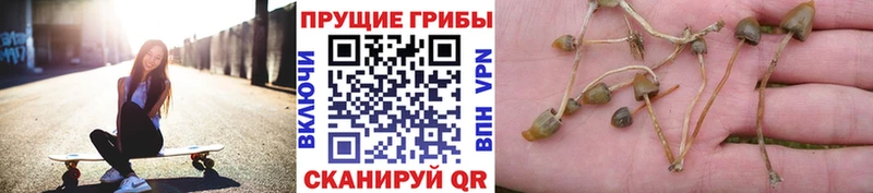 Псилоцибиновые грибы MAGIC MUSHROOMS  Аргун 
